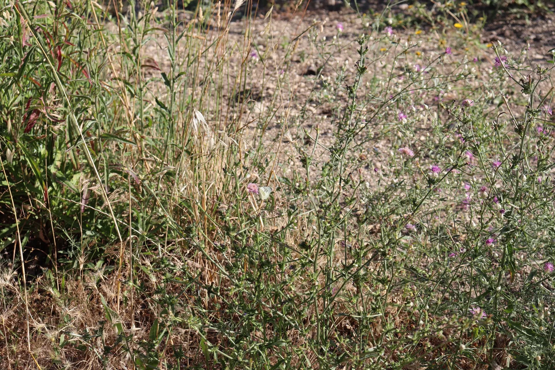 Biodiversità del campo