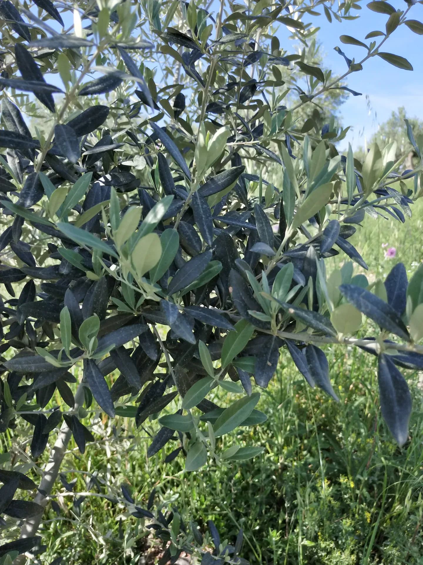 Foglie d'olivo