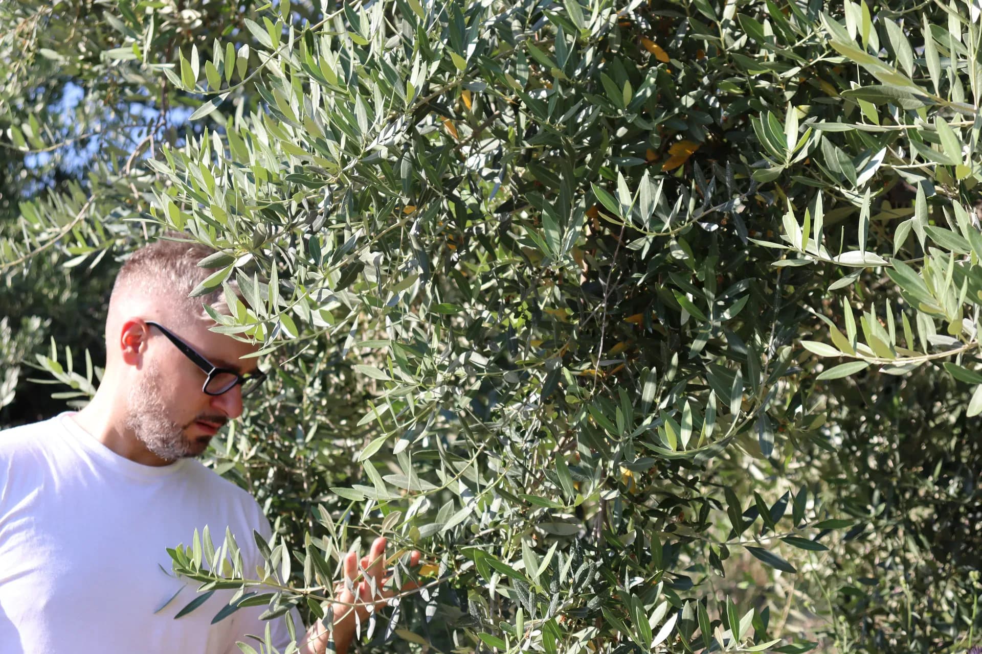 Il fondatore tra le fronde