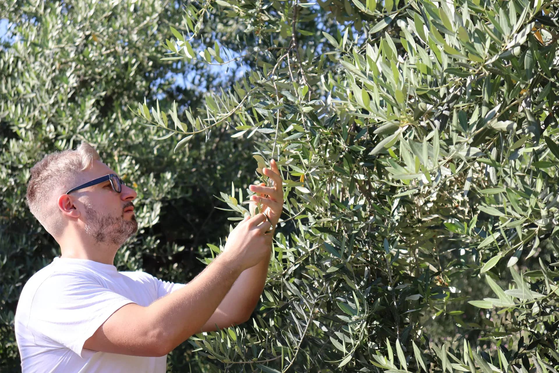 Il fondatore esamina le olive