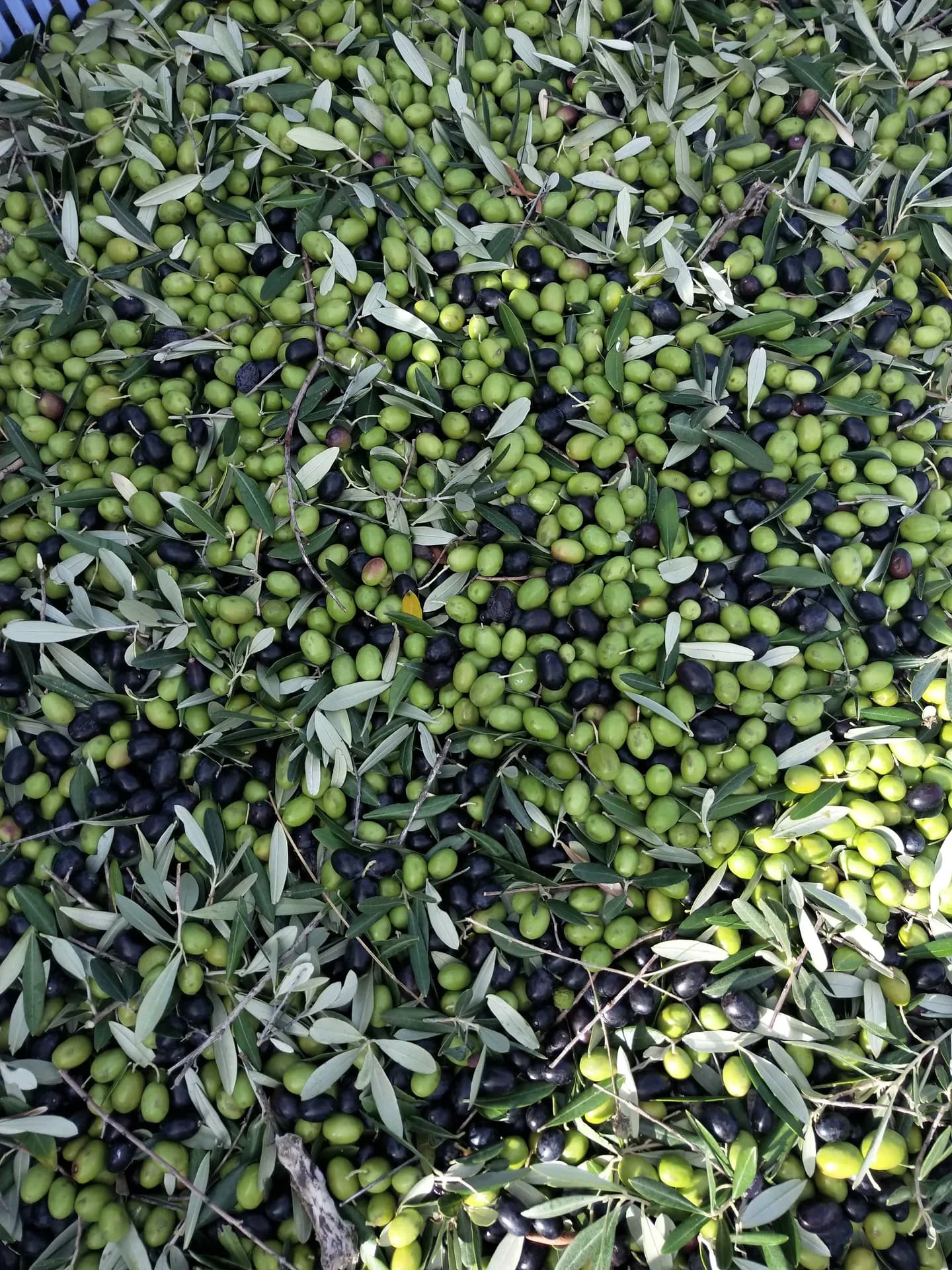 Olive nere e verdi