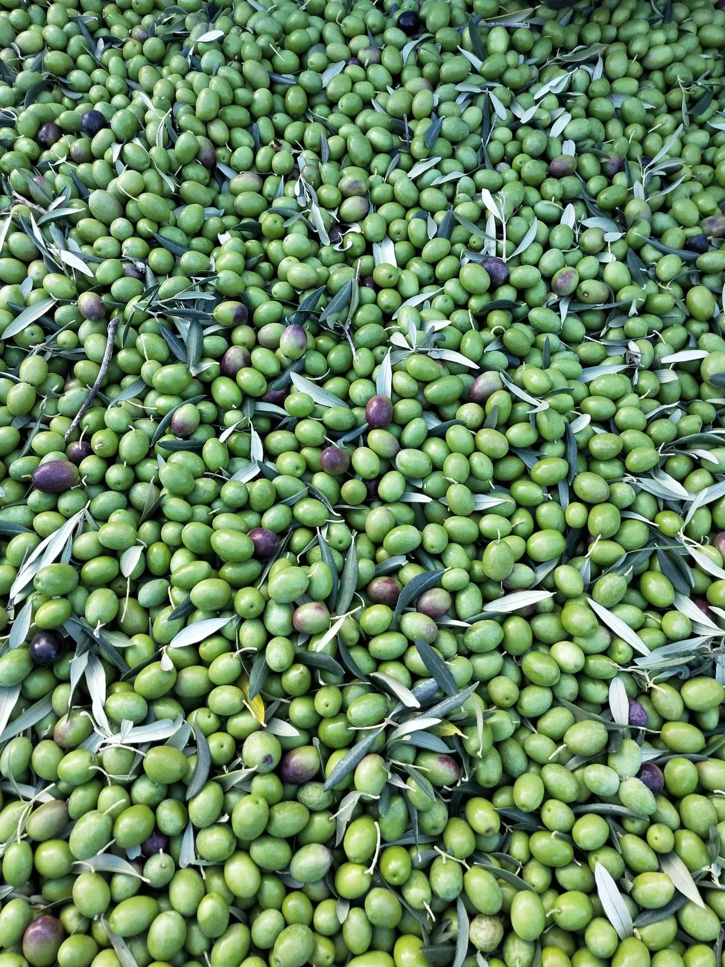 Mucchio di olive raccolte