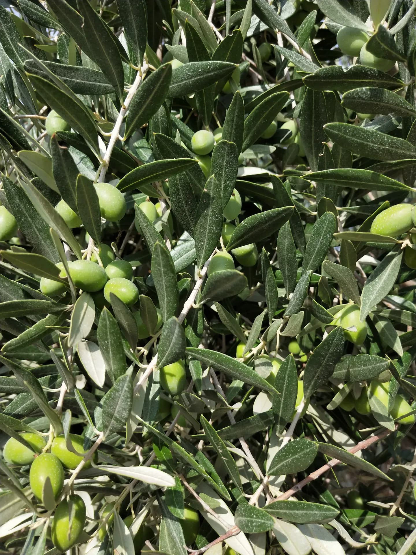 Olive verdi giovani sul ramo