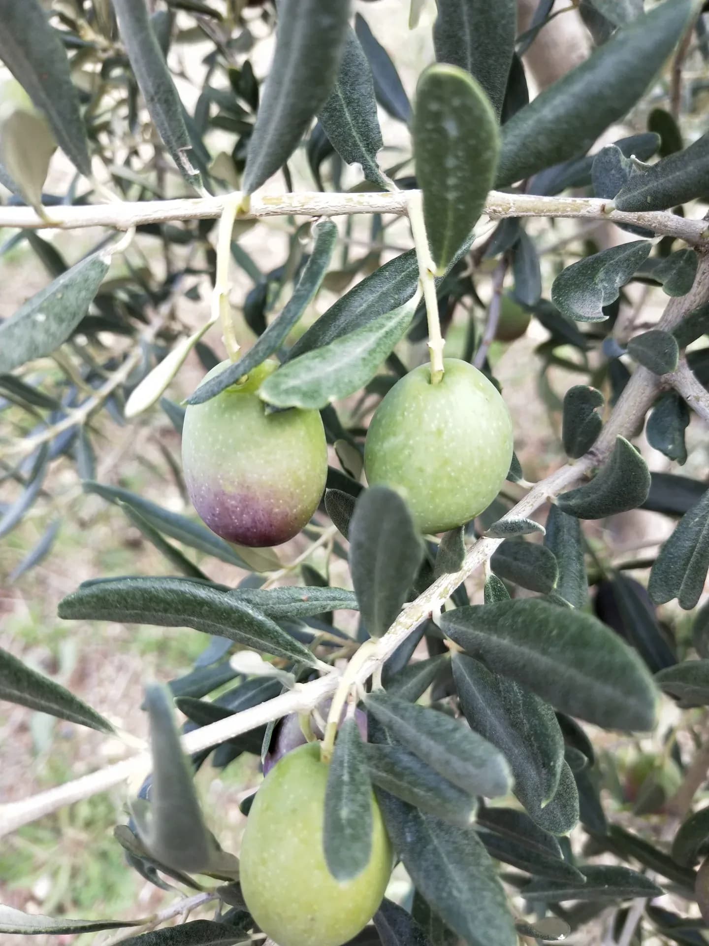 Olive in crescita sul ramo