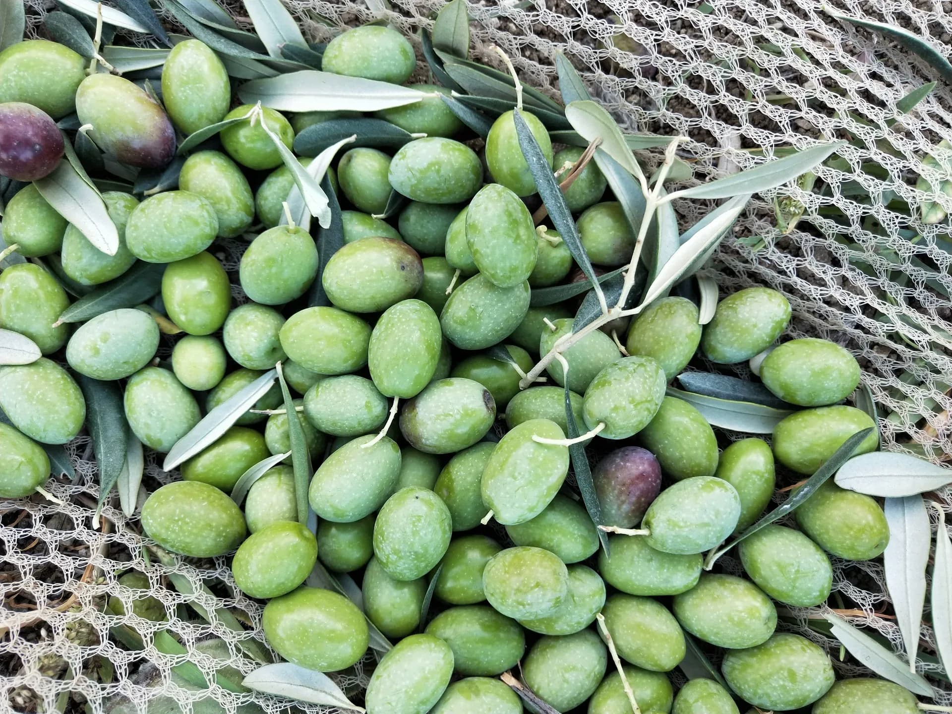 Olive sulla rete di raccolta