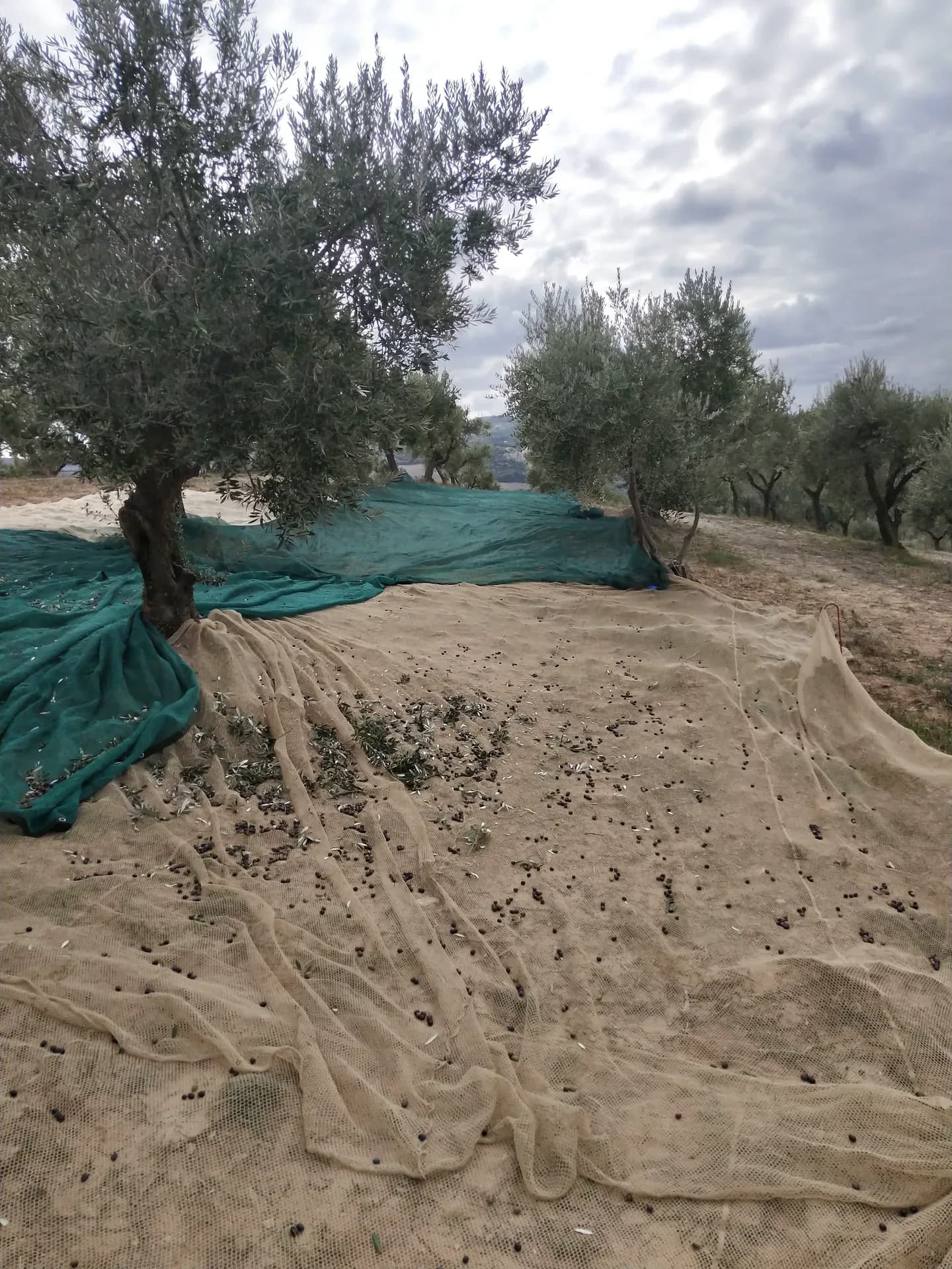 Reti stese sotto gli ulivi
