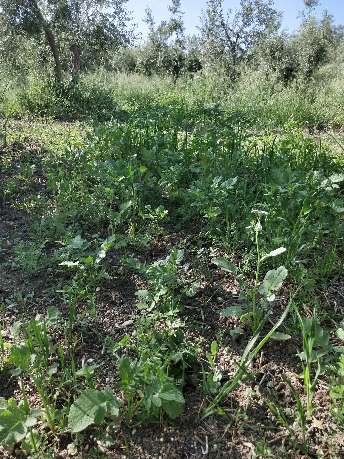 Terreno biologico