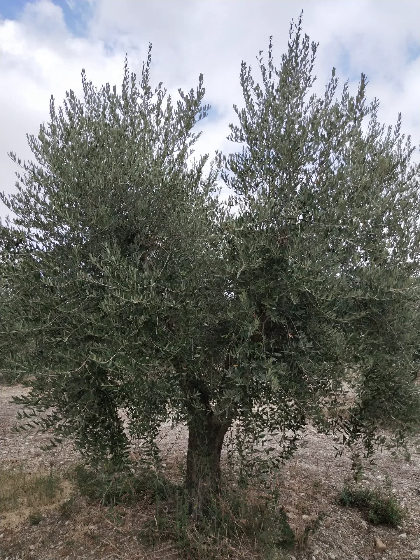 Ulivo antico