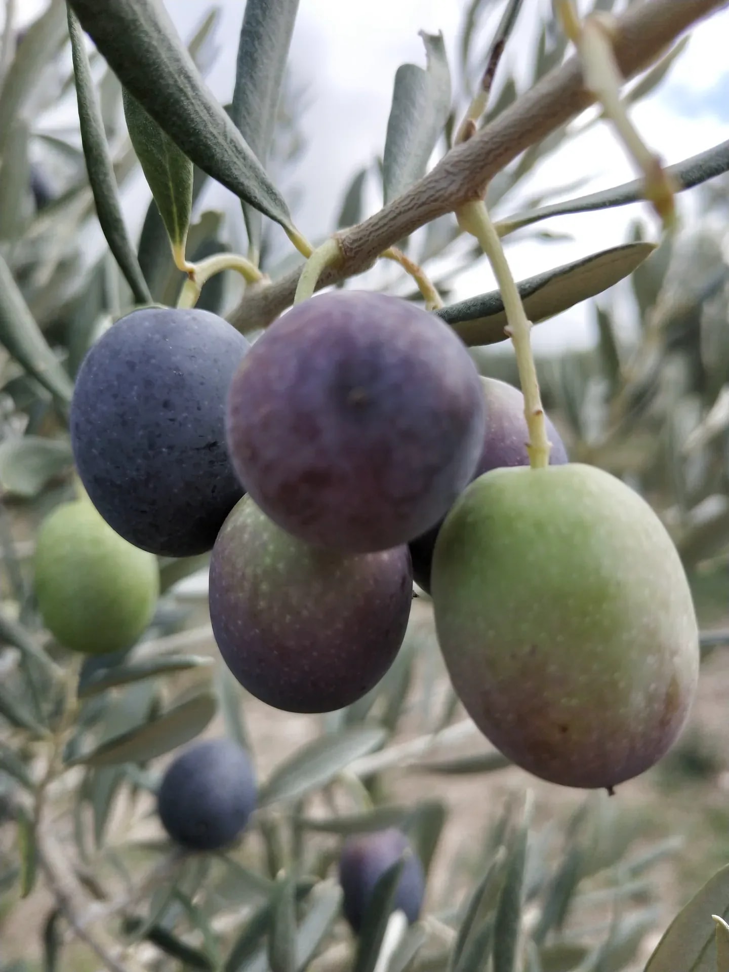 Perché il Metodo Naturale è Diverso
