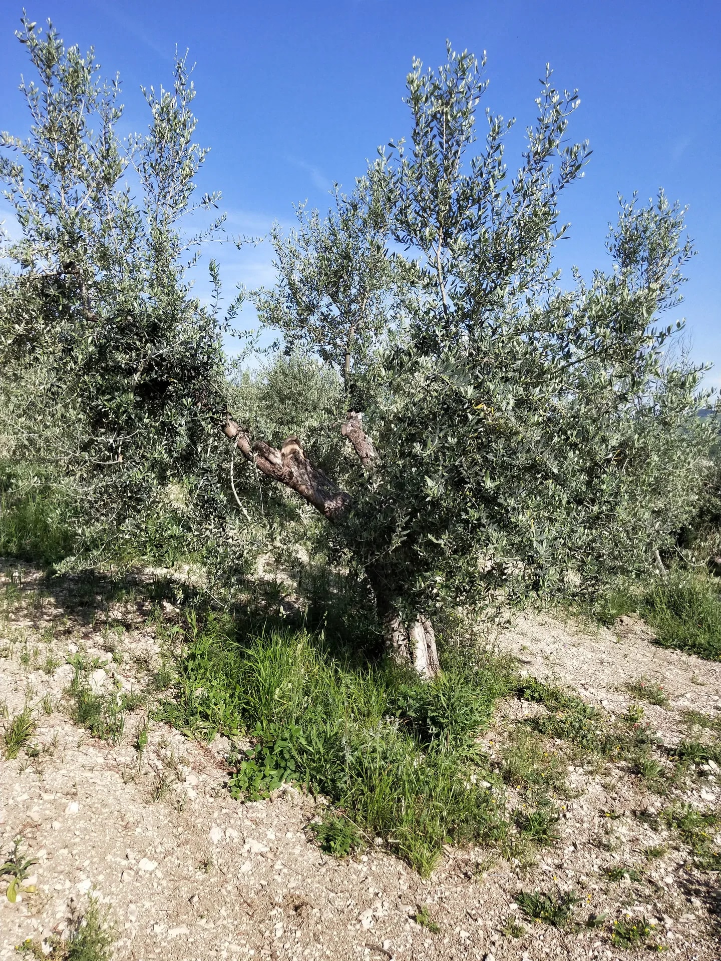 Filare di ulivi in fiore