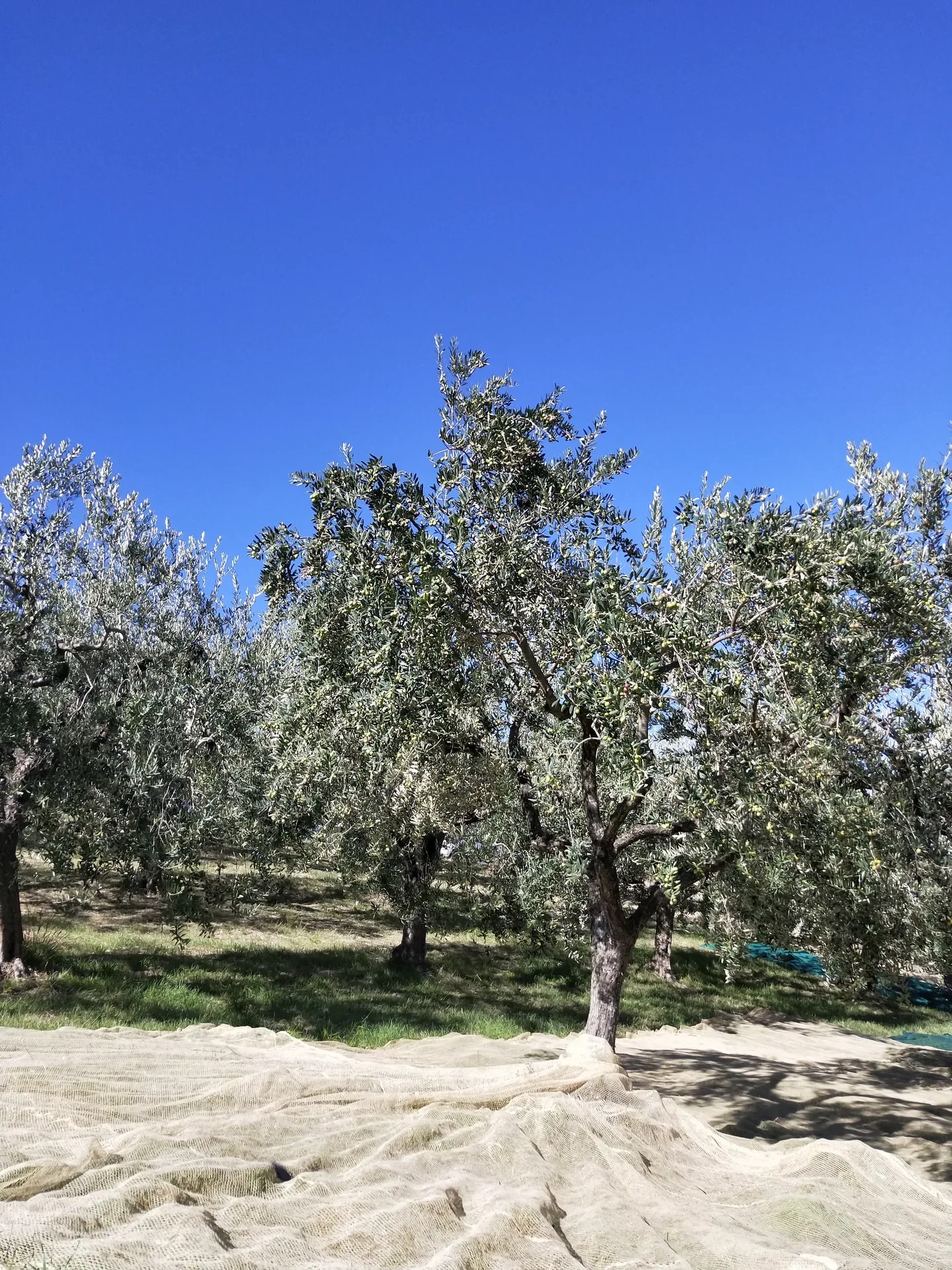 Raccolta in campo aperto
