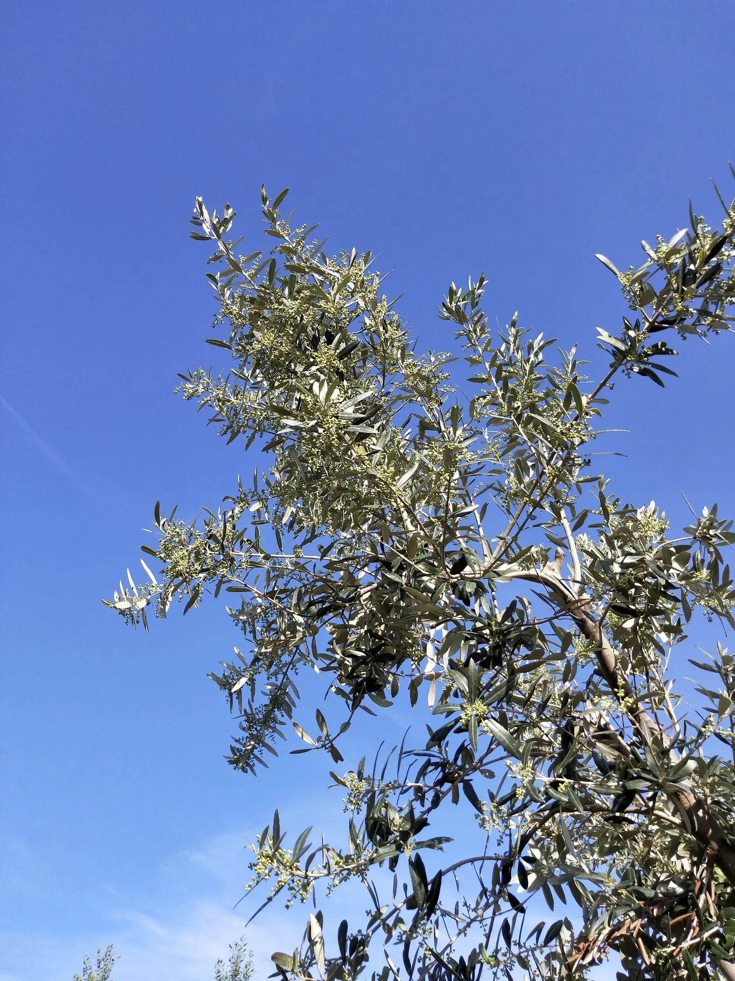 Paesaggio uliveti abruzzesi