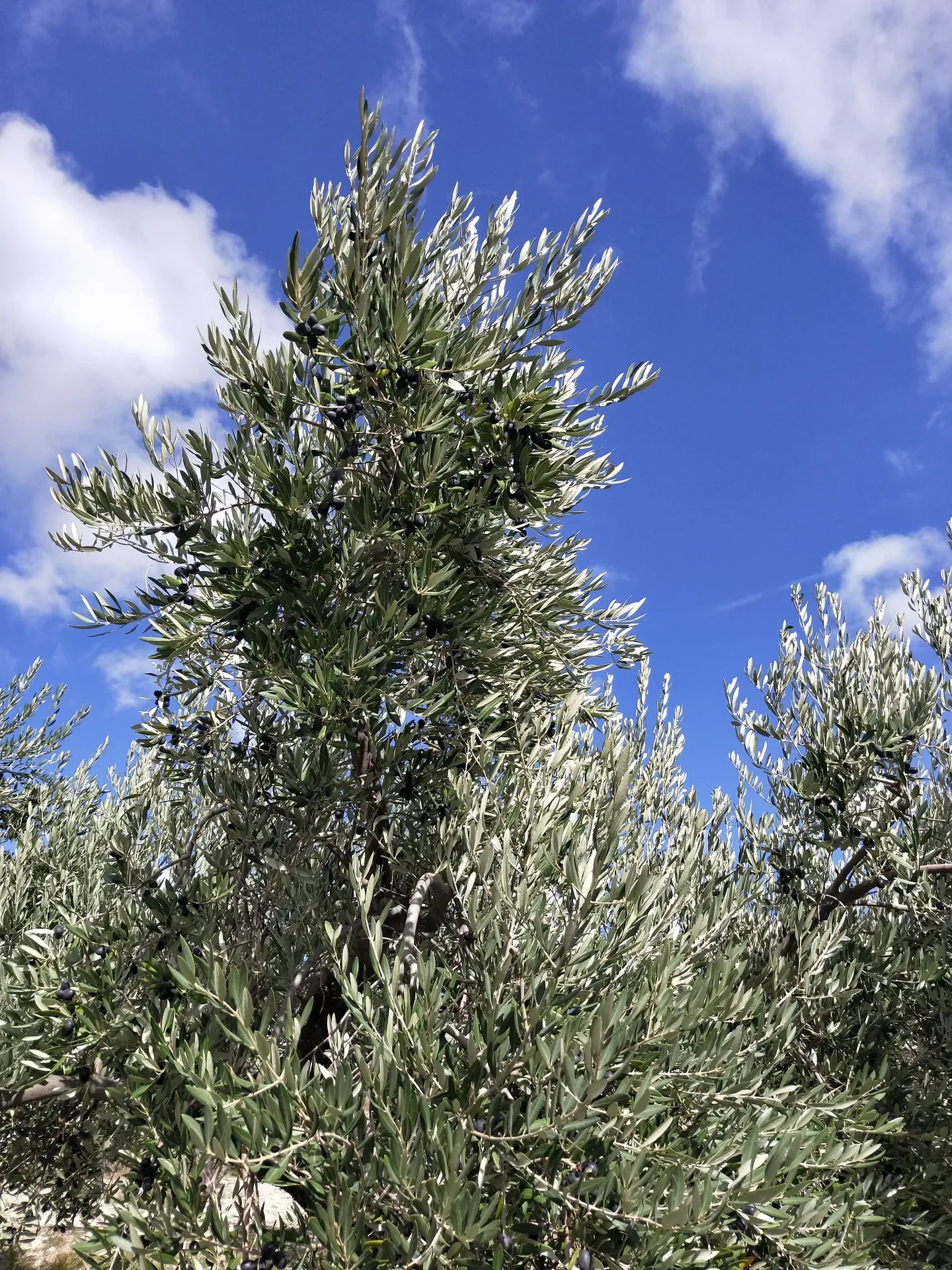 Ulivo con olive verso il cielo